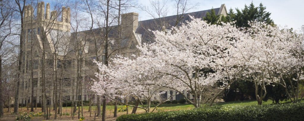 Duke's campus, flowering tree in foreground